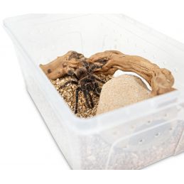 Pojemnik Hodowlany Breeding Box Z Platformą 27 Cm