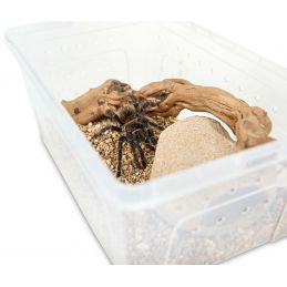 Pojemnik Hodowlany Breeding Box Z Platformą 19 Cm