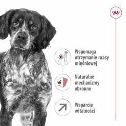 Royal Canin Shn Medium Adult 7+ - Sucha Karma Dla Psa Dorosłego - 15 Kg