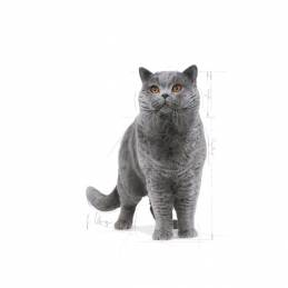 Royal Canin Fbn British Shorthair Adult - Sucha Karma Dla Dorosłego Kota - 10Kg