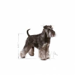 Royal Canin Miniature Schnauzer - Sucha Karma - 7,5 Kg