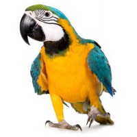 For exotic birds - Thousands of products for breeders - zoolio.pl